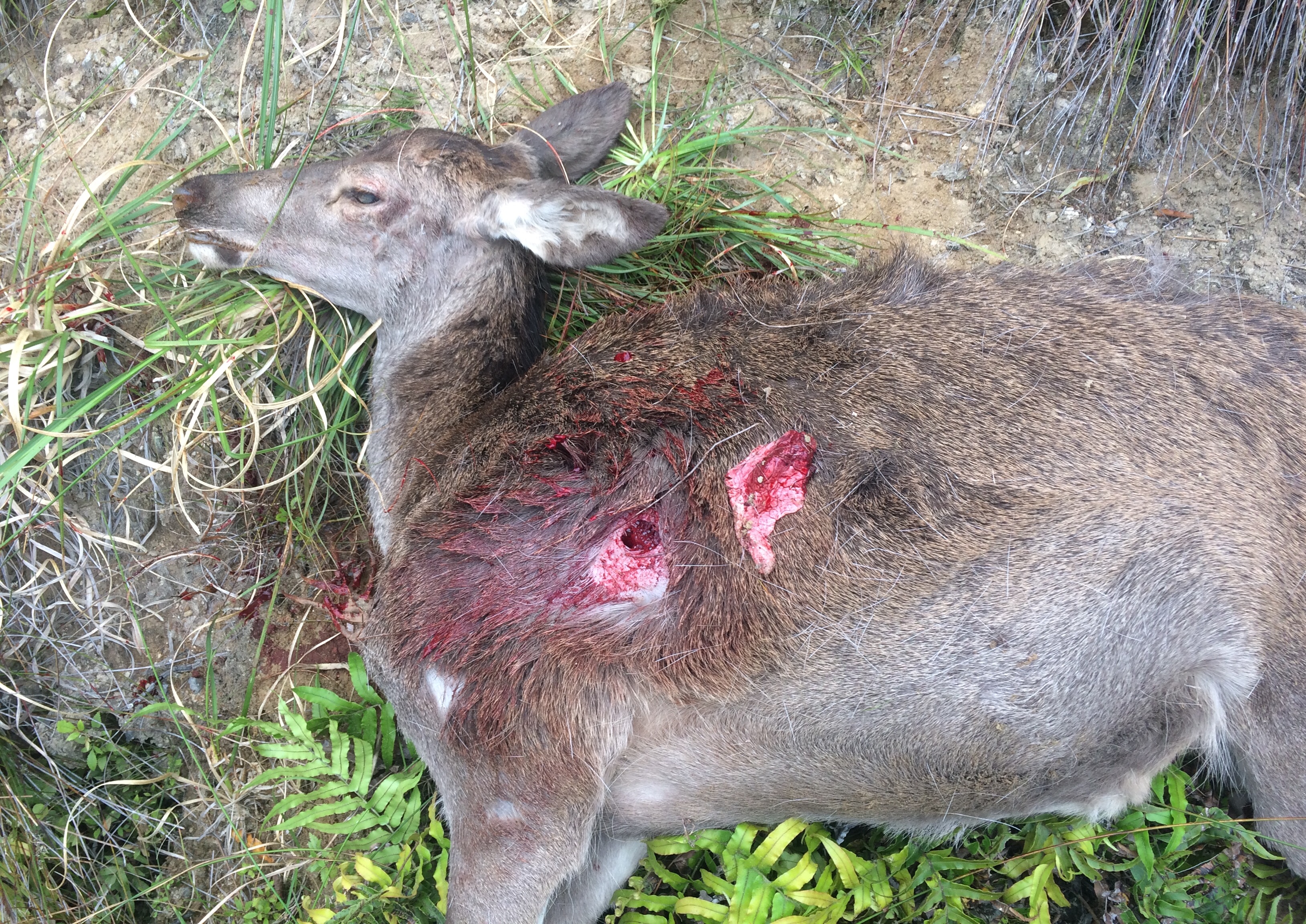 Name:  Yearling 22.10.17 3.jpg
Views: 253
Size:  3.11 MB