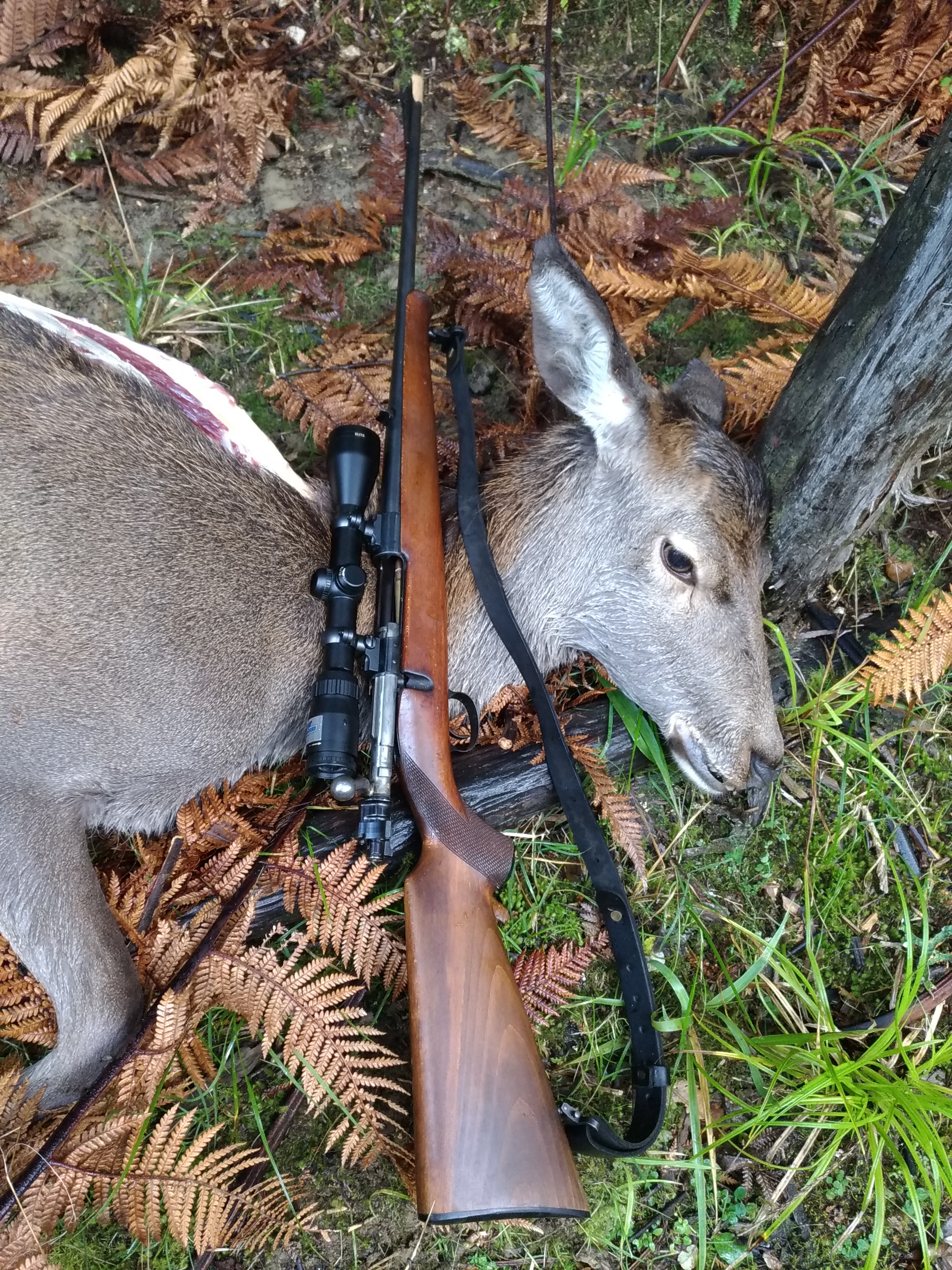 Name:  P_2Mauser deer.jpg
Views: 432
Size:  2.56 MB