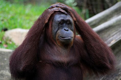 Name:  embarased orangutan.jpg
Views: 428
Size:  26.2 KB