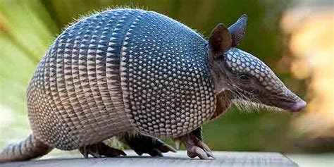 Name:  9 banded armidillo.jpg
Views: 217
Size:  28.4 KB