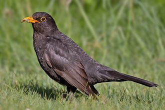 Name:  Common_Blackbird.jpg
Views: 223
Size:  16.2 KB