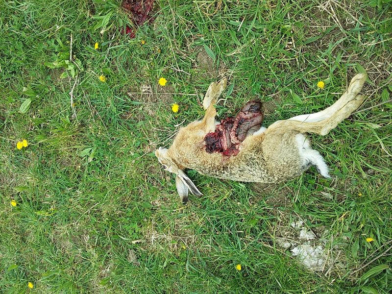 Name:  Hare Hunting 3.jpg
Views: 214
Size:  220.2 KB