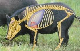 Name:  pigbrain.jpg
Views: 359
Size:  10.2 KB