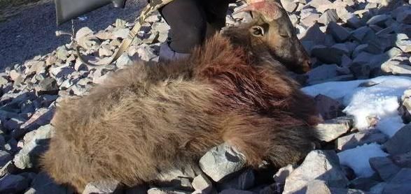 Name:  RED 284W Tahr SML.jpg
Views: 675
Size:  41.9 KB