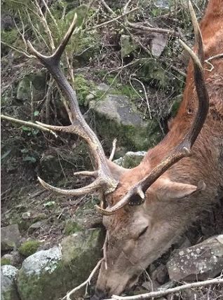 Name:  Red stag down in vines Small.jpg
Views: 537
Size:  45.7 KB
