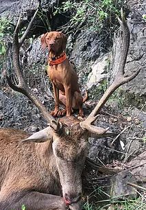 Name:  Red Stag Down & Dog Small.jpg
Views: 677
Size:  32.0 KB