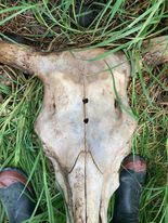 Name:  bullhead.jpg
Views: 335
Size:  12.0 KB