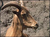 Name:  _41338446_goatgeneric203.jpg
Views: 396
Size:  9.3 KB