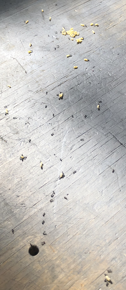Name:  Ants close up 480.jpeg
Views: 143
Size:  603.8 KB
