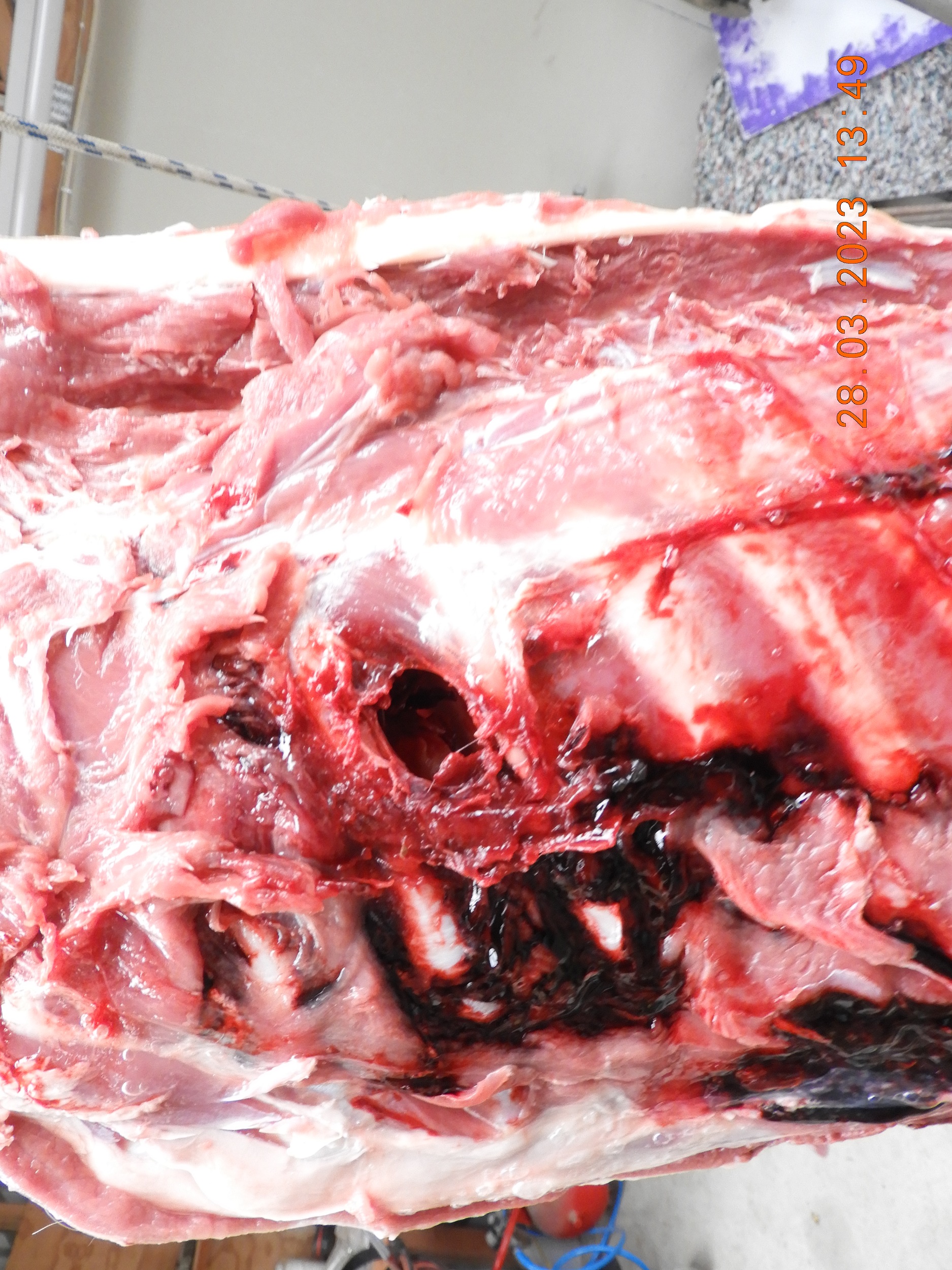 Name:  DSCN1433.JPG
Views: 411
Size:  1.35 MB