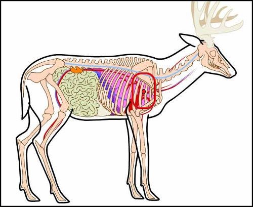 Name:  deer anatomy 2.jpg
Views: 185
Size:  49.8 KB
