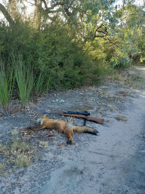 Name:  the fox 1.jpg
Views: 215
Size:  92.0 KB