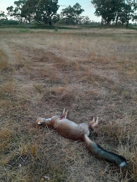Name:  foxey.jpg
Views: 304
Size:  142.3 KB