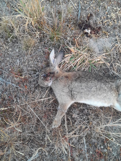 Name:  rabbit.jpg
Views: 319
Size:  178.4 KB