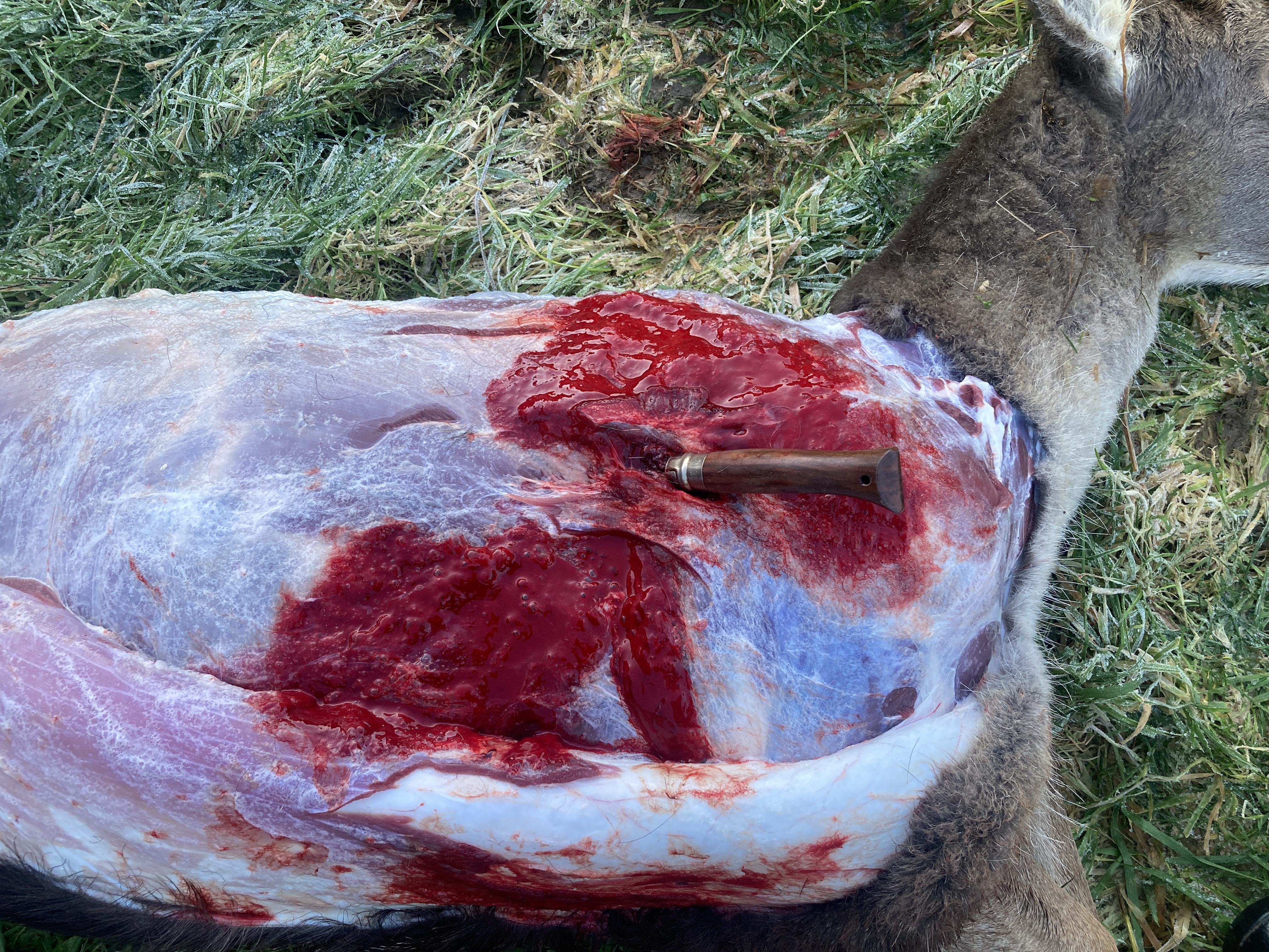 Name: IMG_1919.jpeg
Views: 189
Size: 5.24 MB