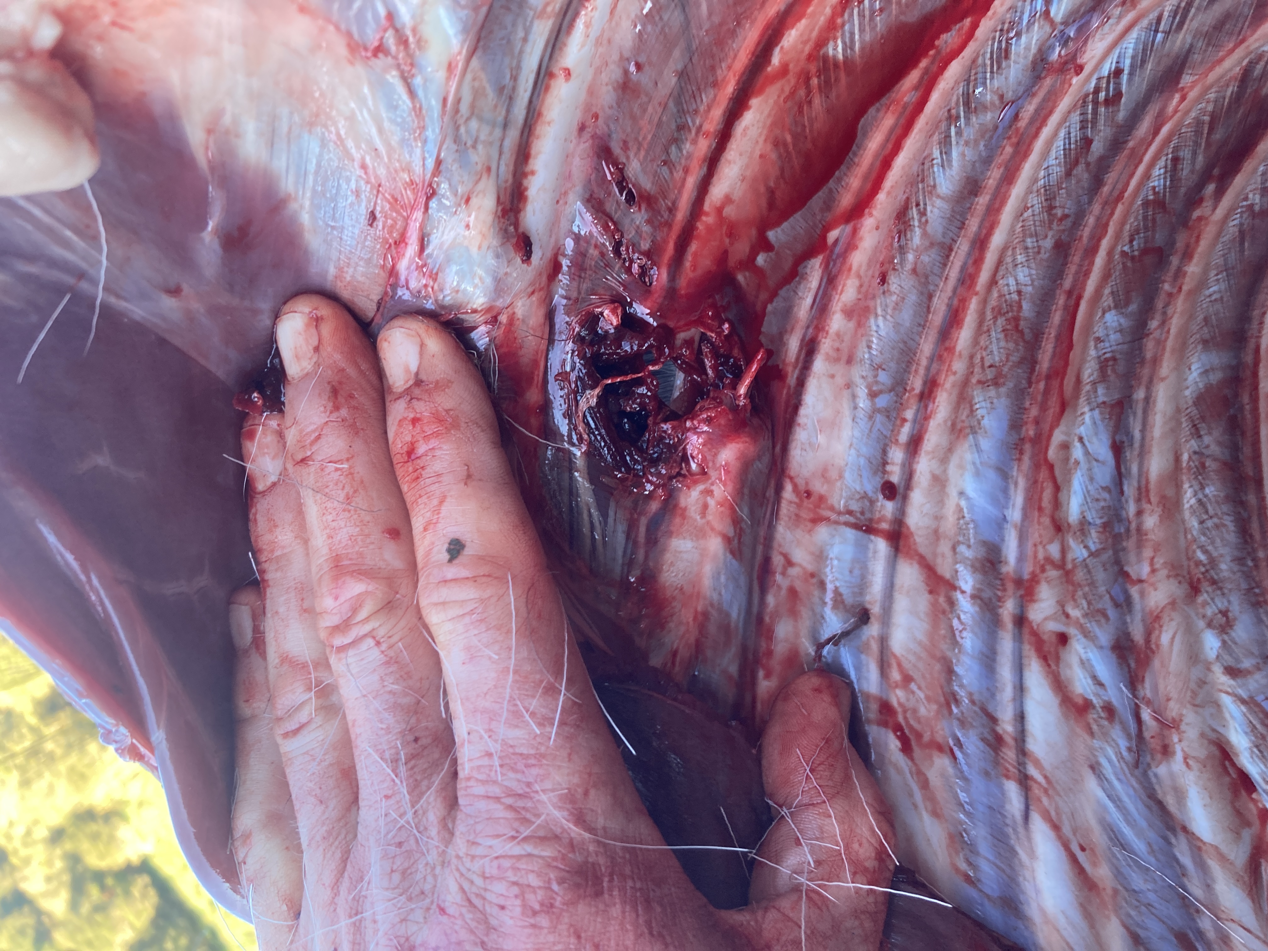 Name:  IMG_1924.jpeg
Views: 189
Size:  2.73 MB