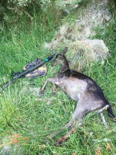 Name:  Whanganui Fallow.jpg
Views: 685
Size:  59.1 KB