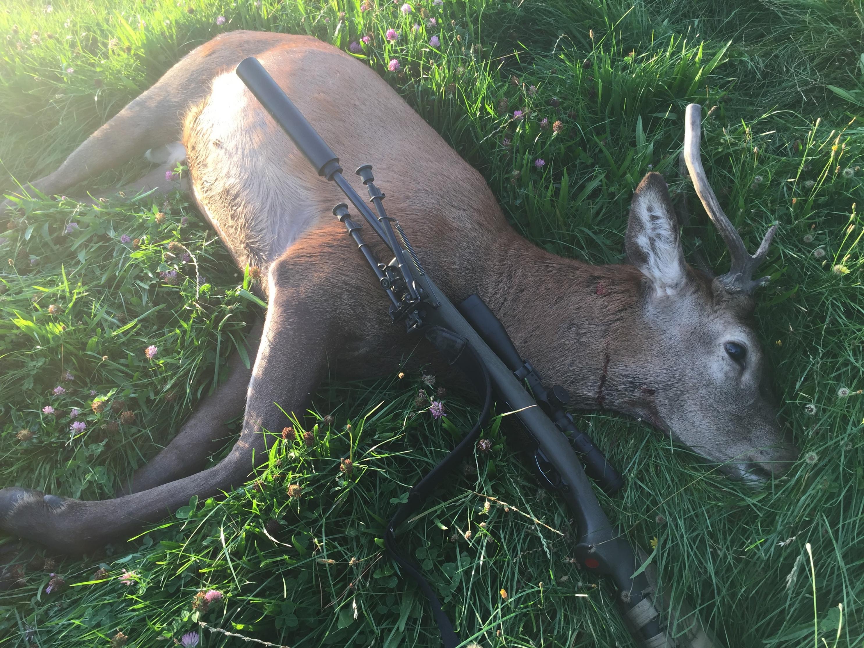 Name:  deer_Alex_Oct2015.jpg
Views: 502
Size:  1.00 MB