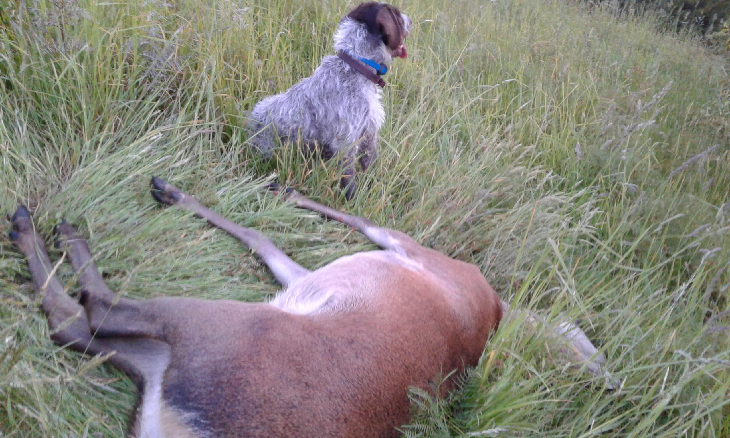 Name:  friday deer .jpg
Views: 466
Size:  511.9 KB
