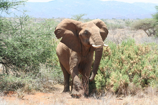 Name:  071005-elephant-02[1].jpg
Views: 362
Size:  107.3 KB