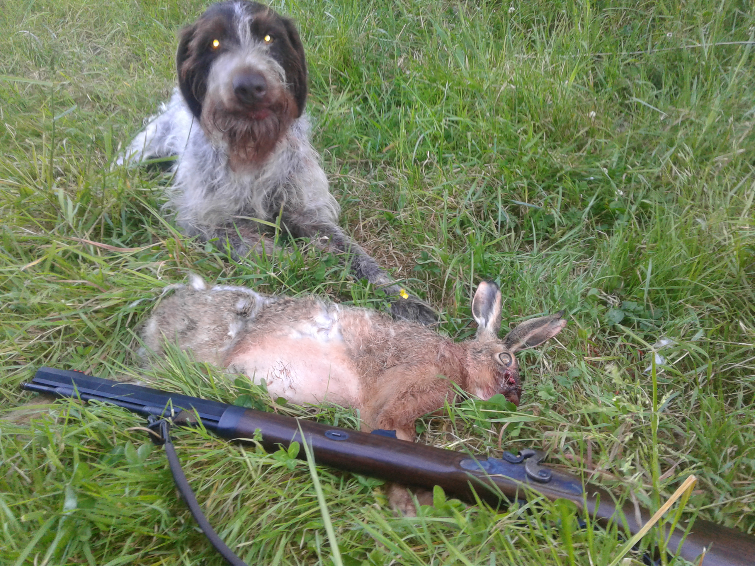 Name:  hare 2.jpg
Views: 454
Size:  2.80 MB