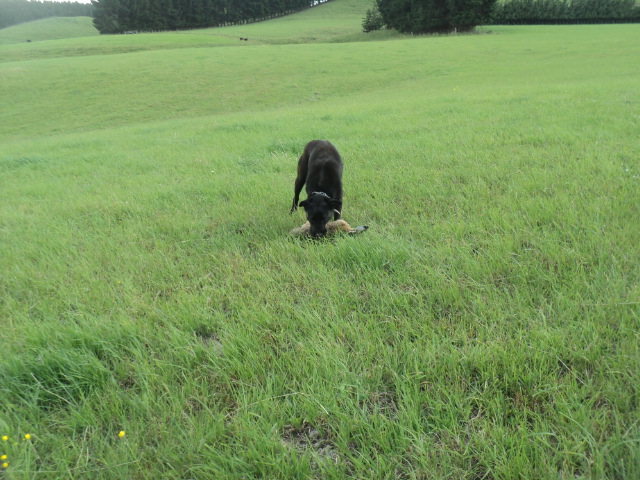 Name:  picture 01 2228.jpg
Views: 652
Size:  165.0 KB