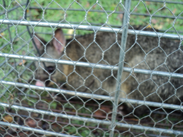 Name:  picture 1697.jpg
Views: 344
Size:  163.8 KB