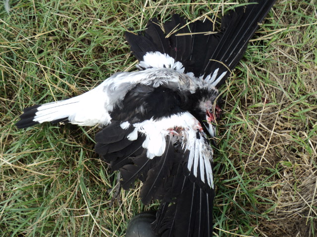 Name:  picture 5170.jpg
Views: 205
Size:  164.9 KB