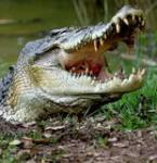 Name:  th_300_croc-1.jpg
Views: 376
Size:  6.7 KB