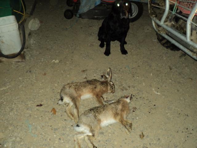 Name:  picture 1729.jpg
Views: 376
Size:  164.6 KB