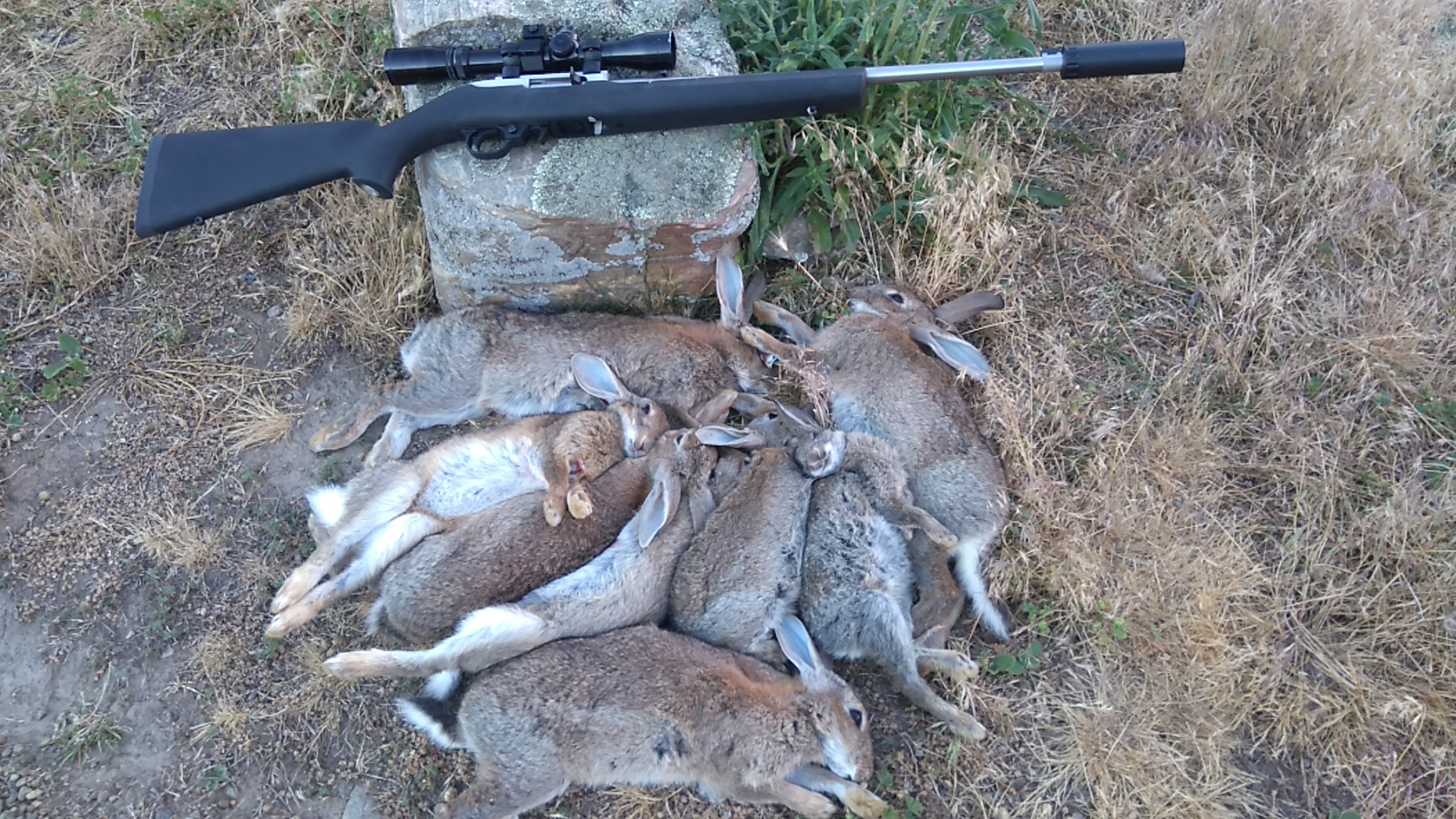 Name:  ruger and rabbits.JPG
Views: 379
Size:  1.33 MB