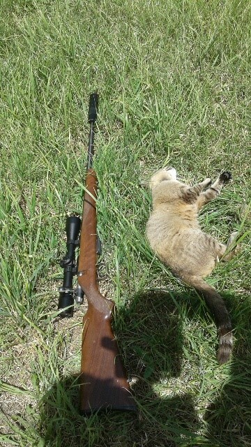 Name:  bell hill cat.jpg
Views: 265
Size:  133.6 KB