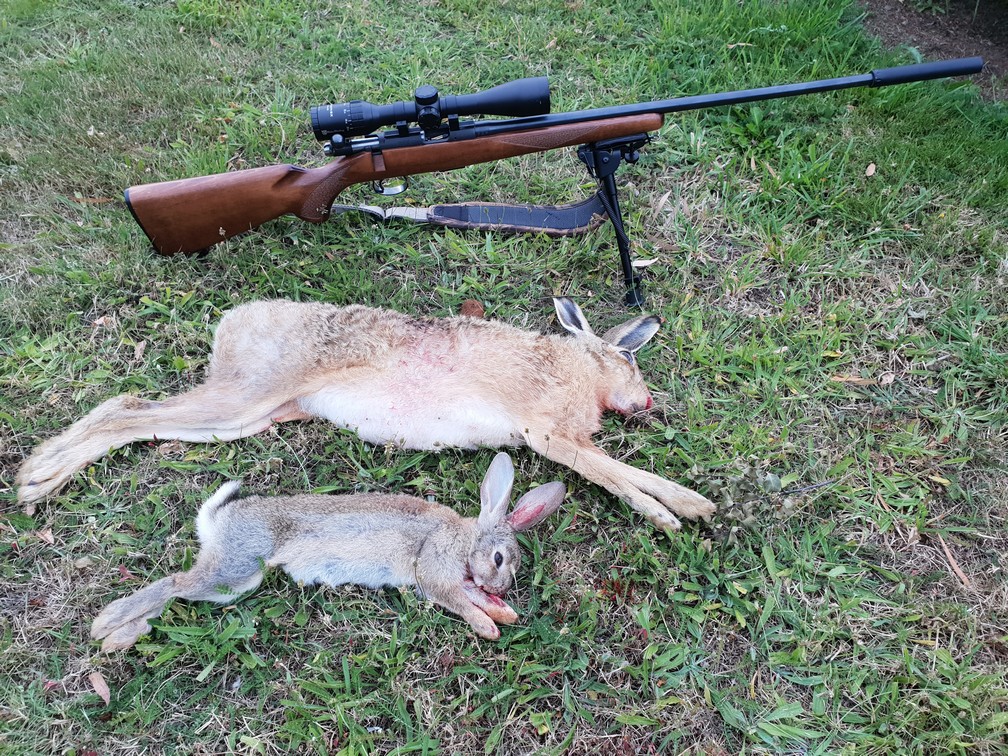 Name:  Bunnies 2.jpg
Views: 323
Size:  483.0 KB