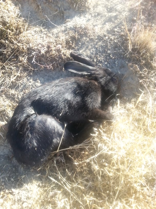 Name:  Black Bunny2.jpg
Views: 356
Size:  123.6 KB