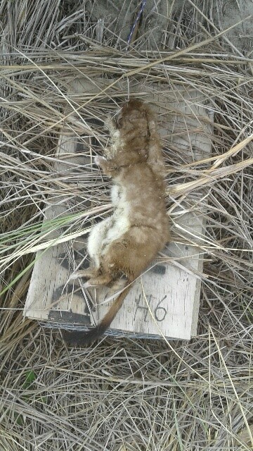 Name:  H6 Stoat.jpg
Views: 358
Size:  121.3 KB