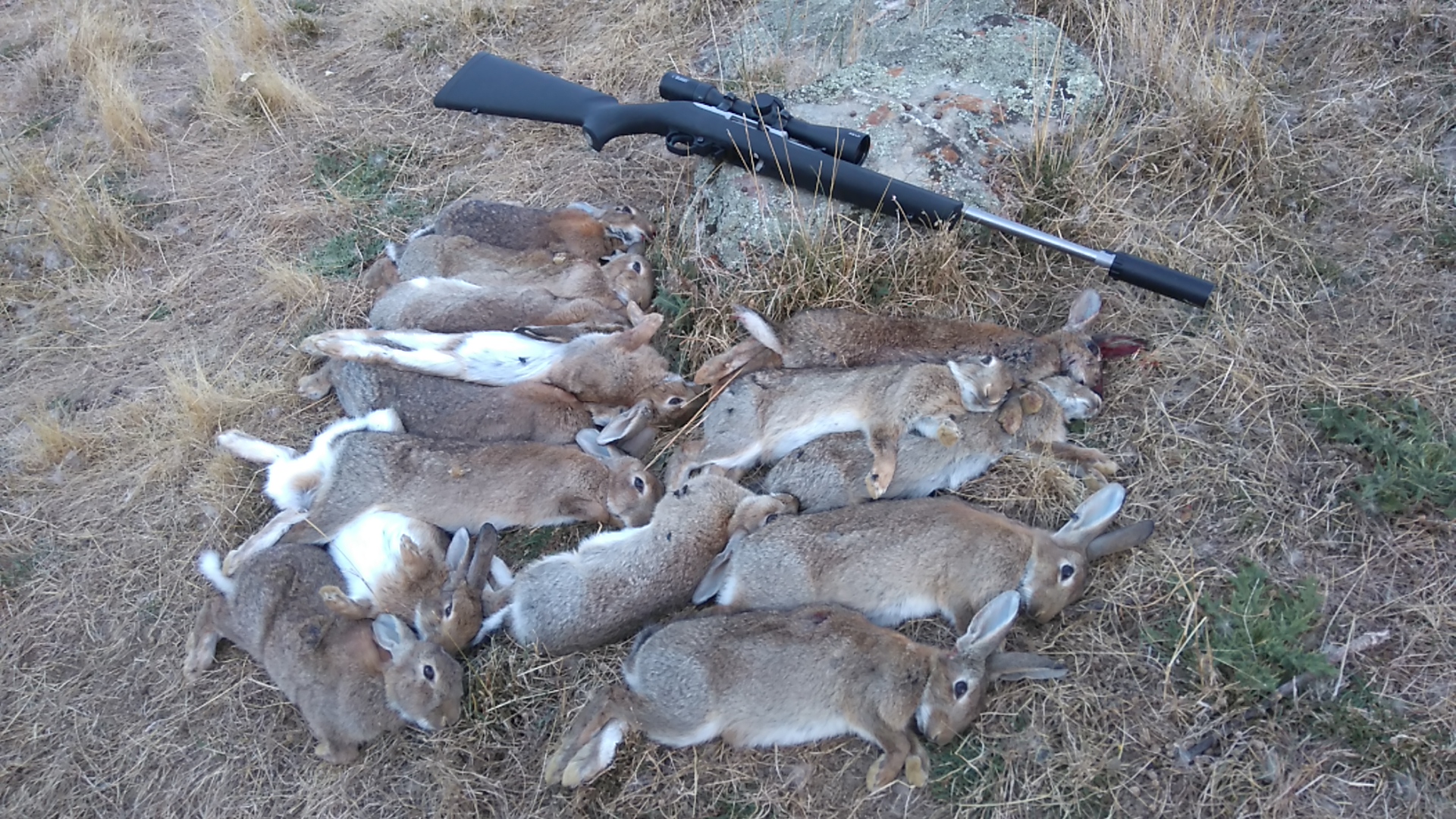 Name:  ruger and rabbits.JPG
Views: 449
Size:  1.30 MB