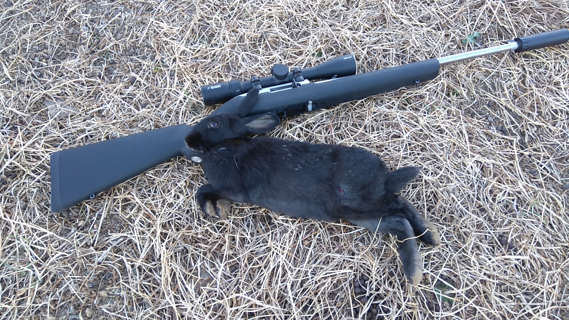 Name:  black rabbit and ruger.JPG
Views: 346
Size:  1.59 MB