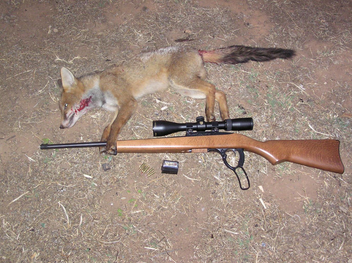 Name:  1st Fox with Ruger 9617.jpg
Views: 3627
Size:  361.4 KB