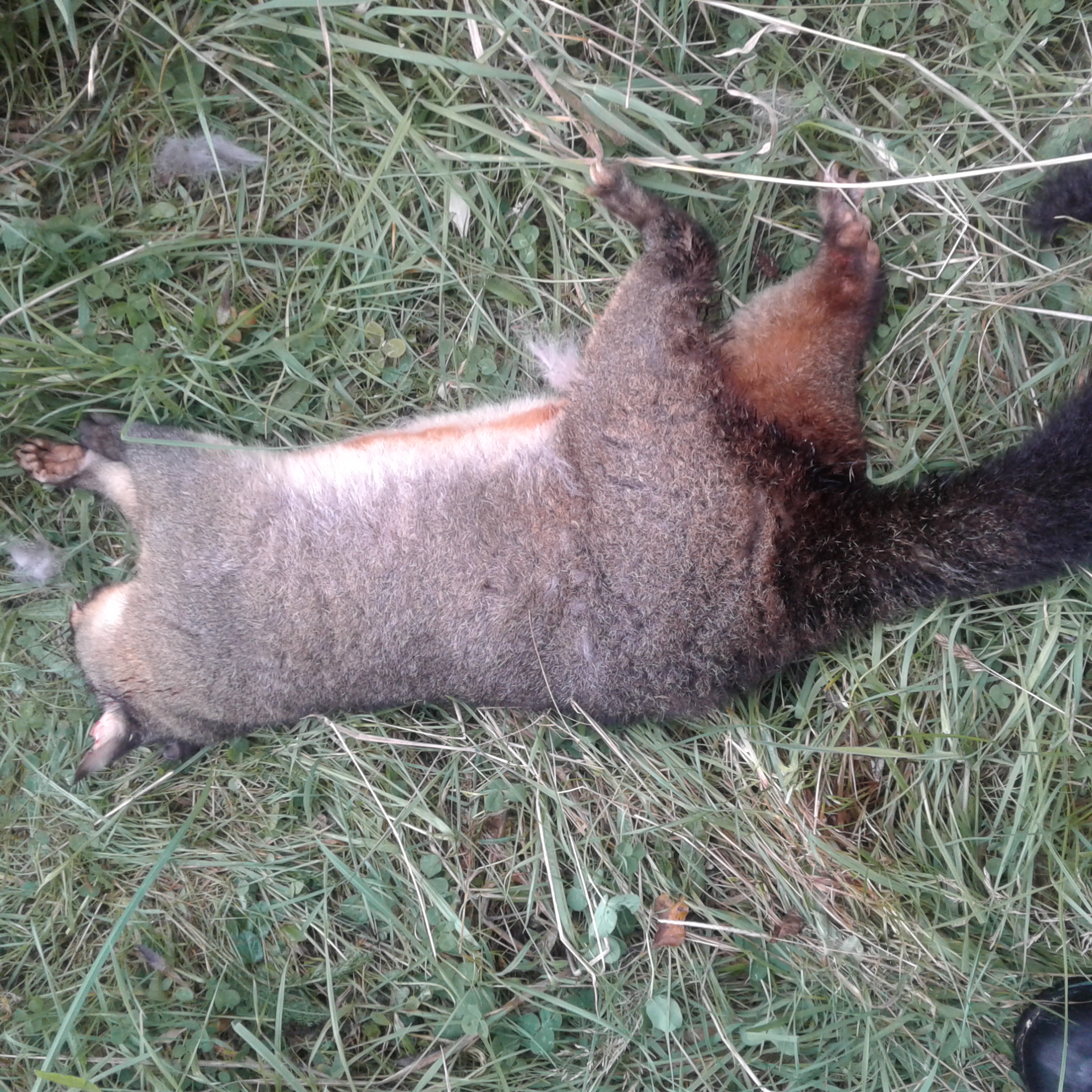 Name:  todays possum.jpg
Views: 1709
Size:  1.96 MB