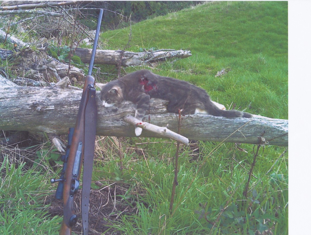 Name:  9.3 vs cat (1081 x 816).jpg
Views: 458
Size:  281.0 KB
