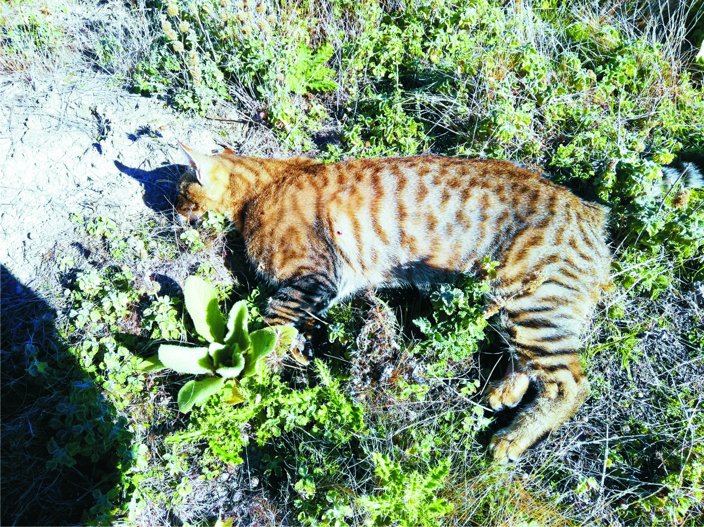 Name:  moggy.jpg
Views: 489
Size:  2.97 MB