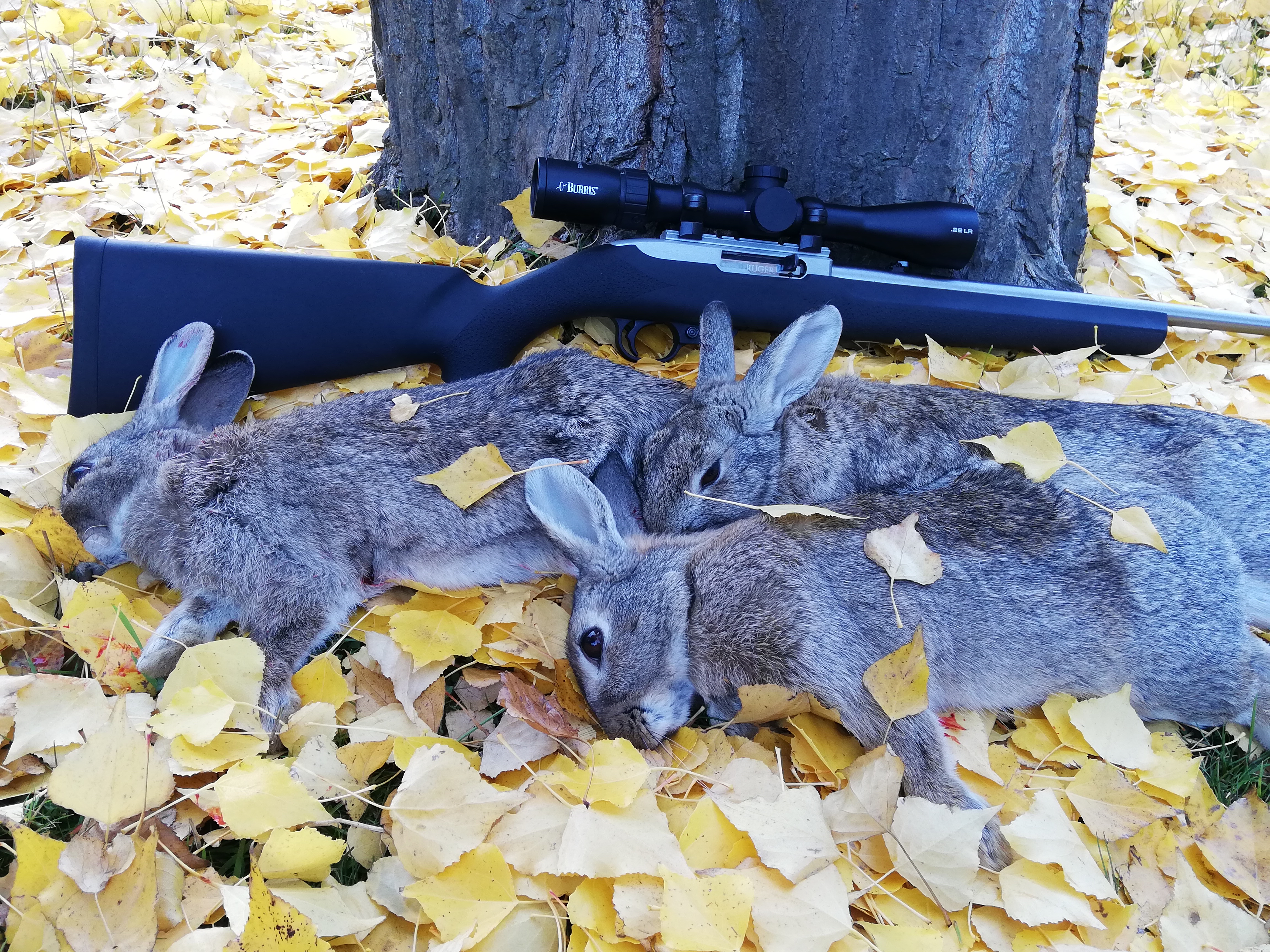 Name:  autumn rabbits.jpg
Views: 536
Size:  6.08 MB