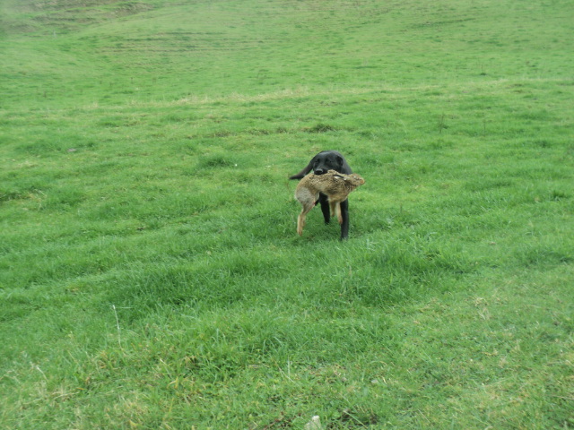 Name:  picture 01 3536.jpg
Views: 504
Size:  164.6 KB