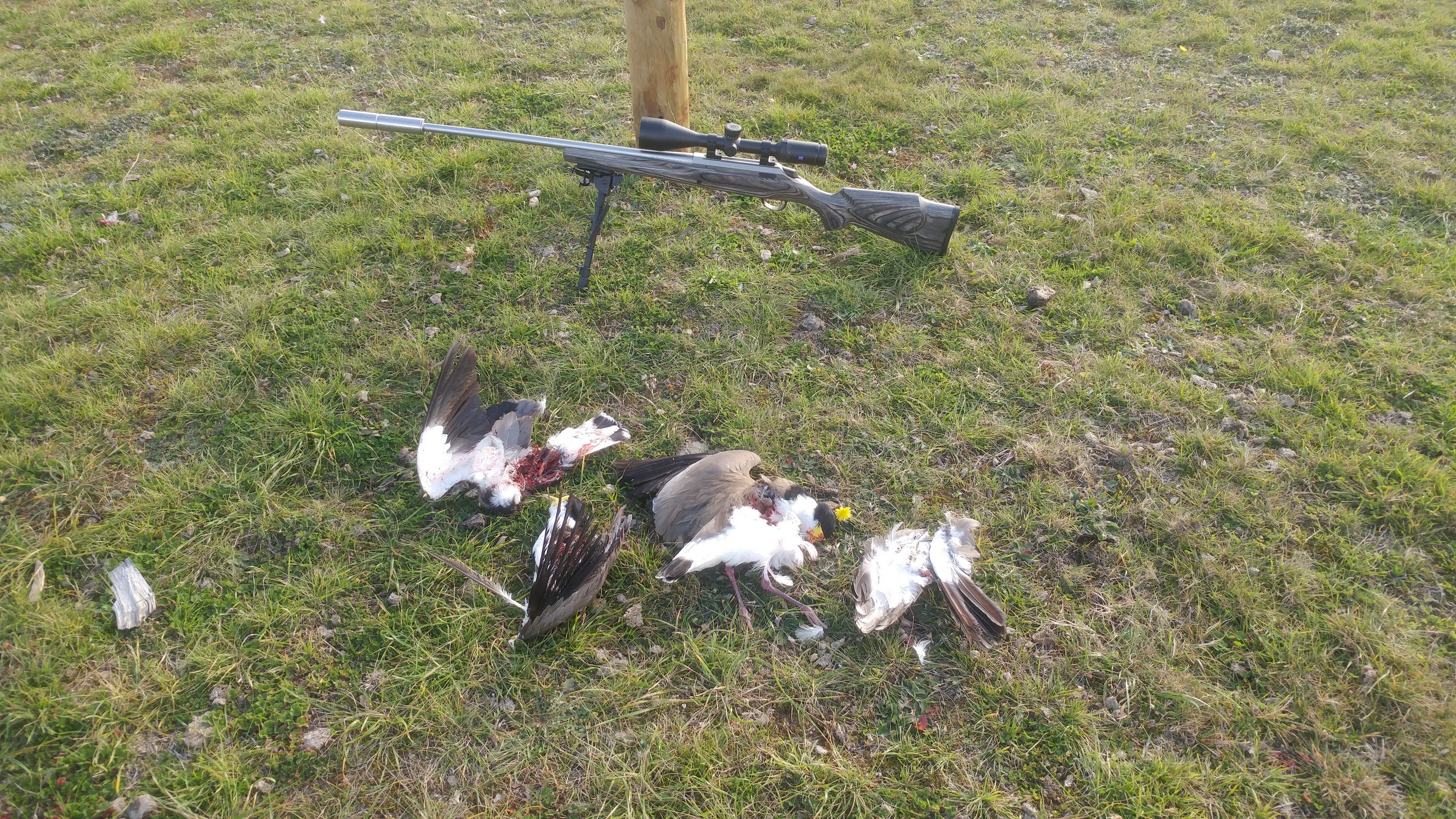 Name:  Plovers  02.jpg
Views: 1217
Size:  2.00 MB