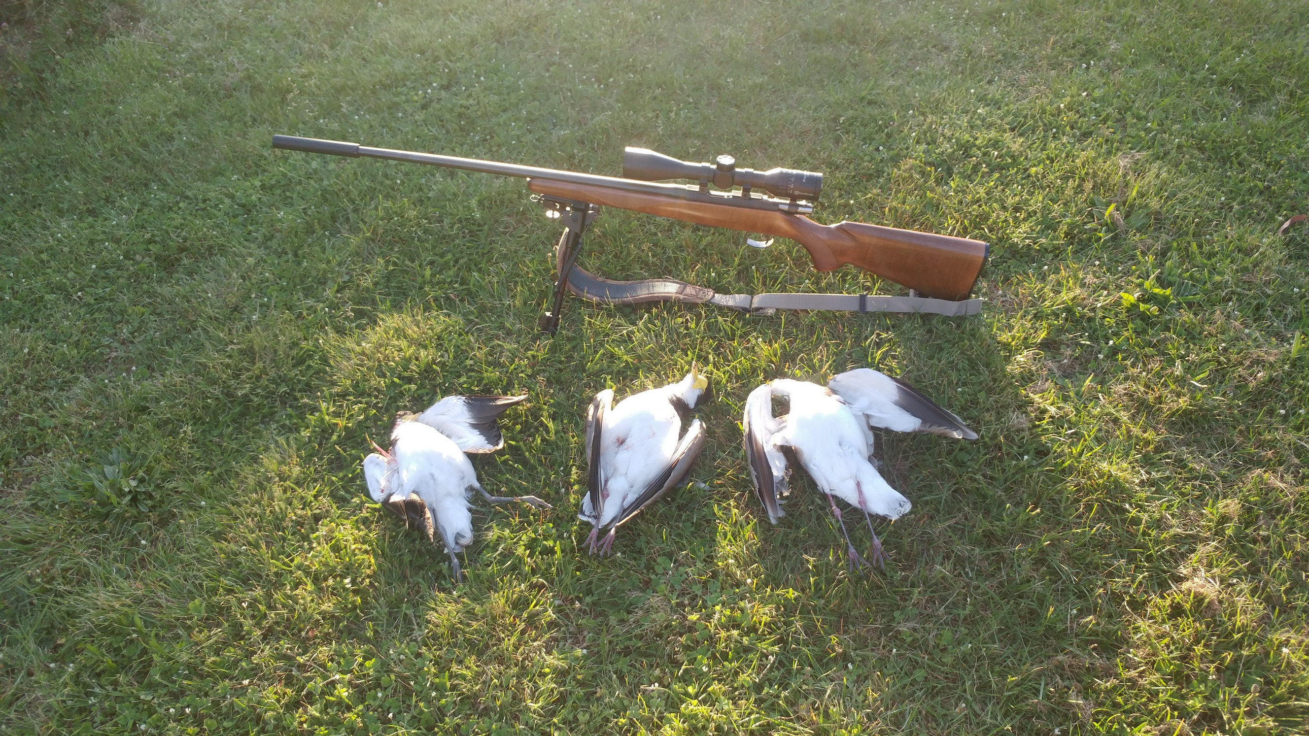 Name:  Plovers  03.jpg
Views: 1050
Size:  1.55 MB