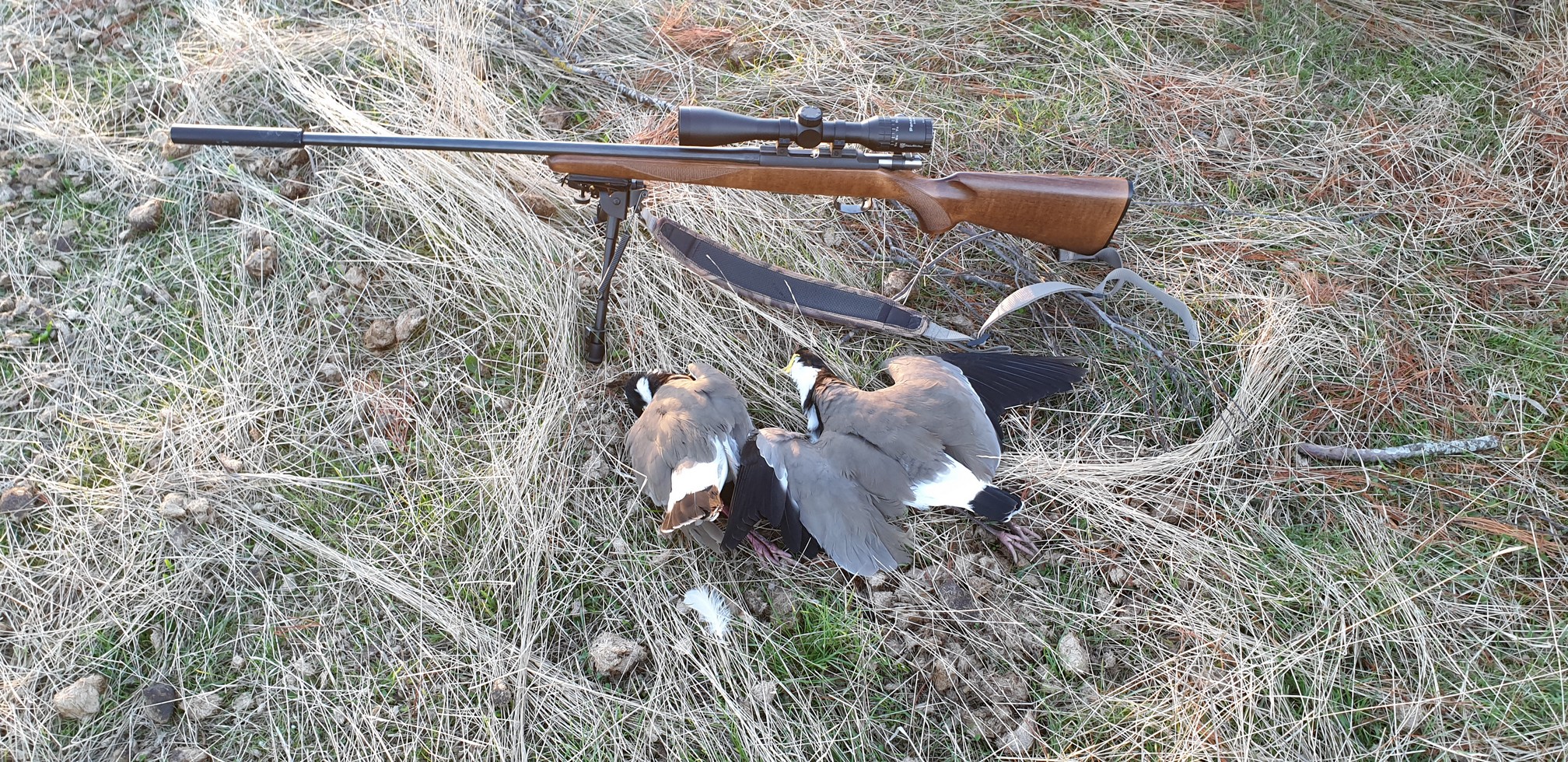 Name:  Plovers  05.jpg
Views: 1088
Size:  1.16 MB