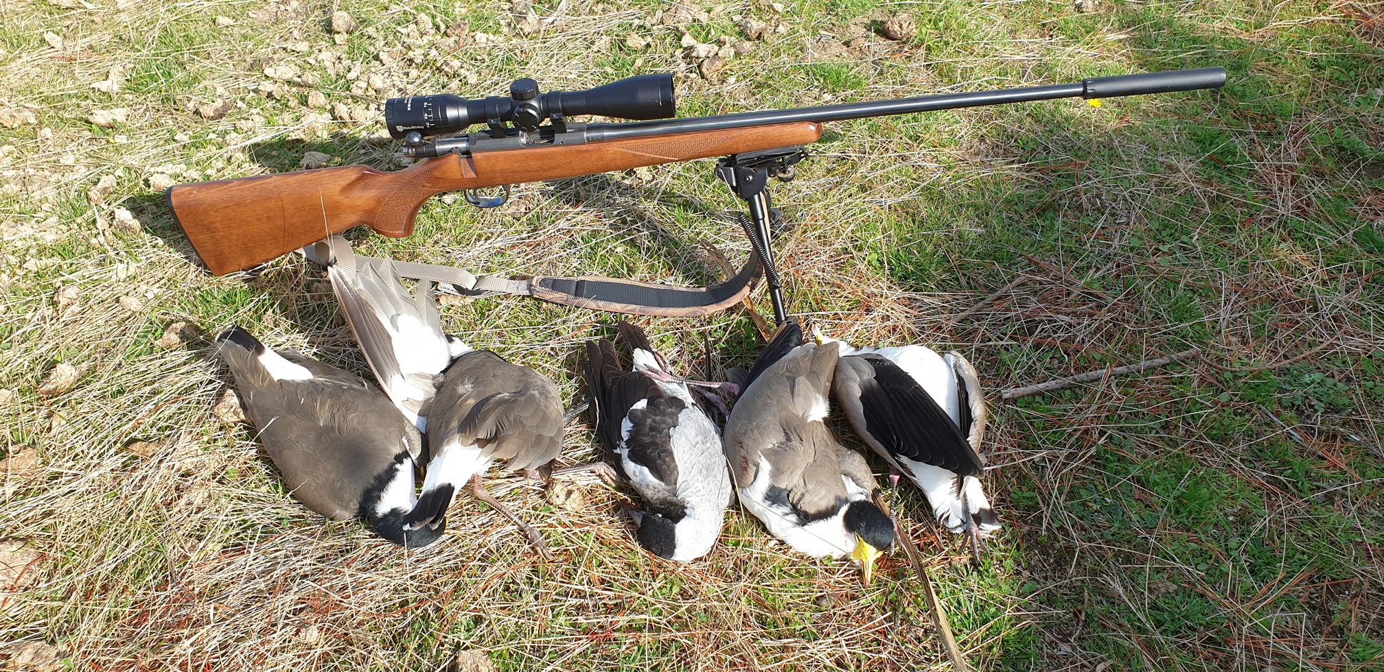 Name:  Plovers  06.jpg
Views: 1068
Size:  1.18 MB