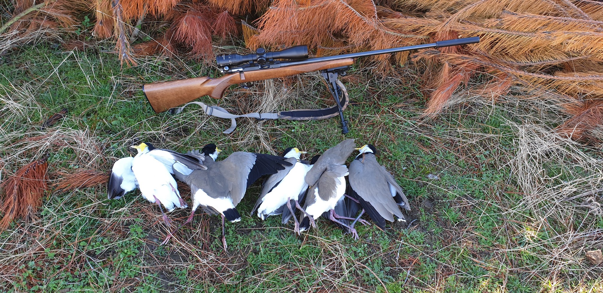 Name:  Plovers  07.jpg
Views: 1105
Size:  1.11 MB