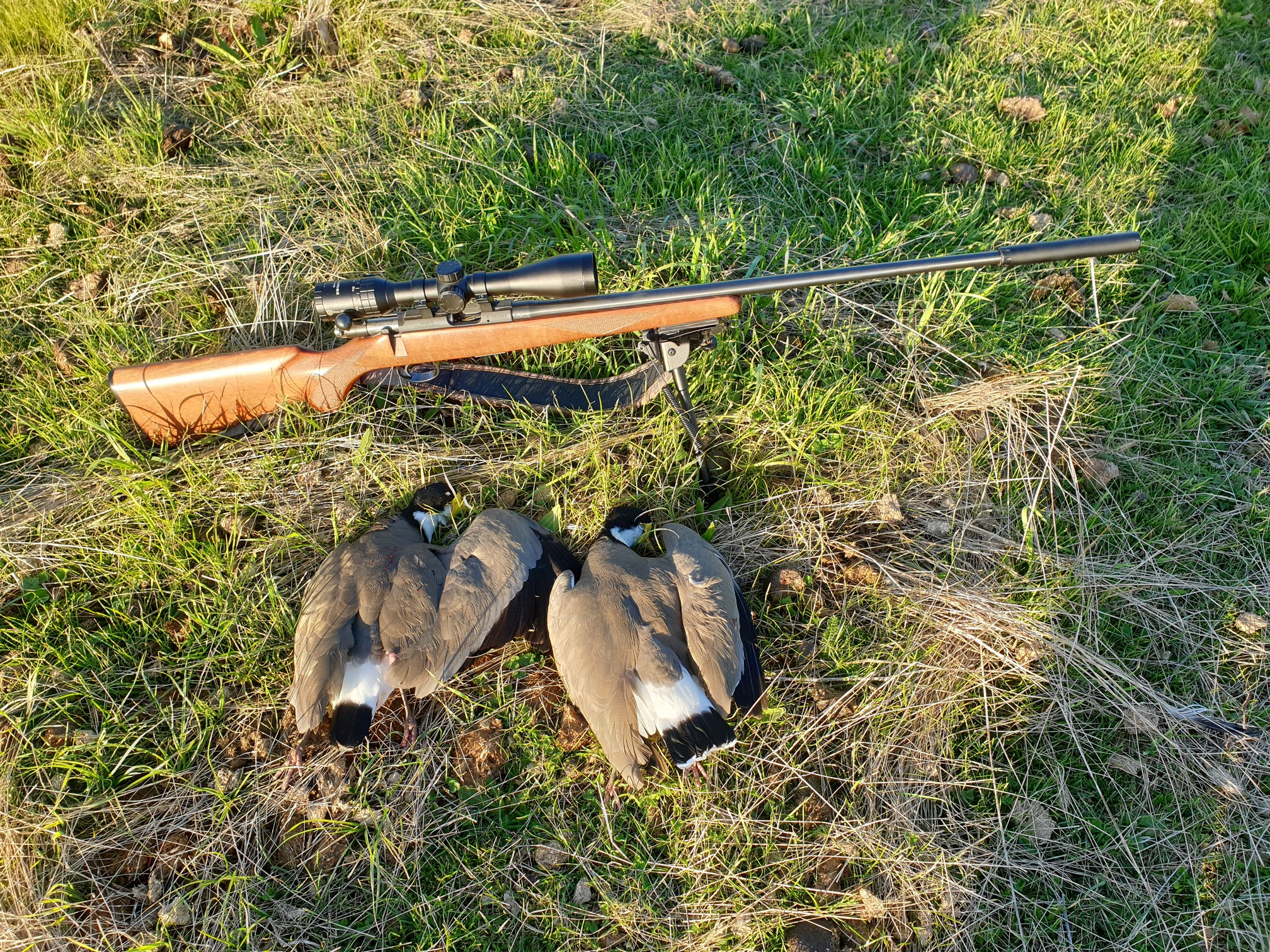Name:  Plovers  09.jpg
Views: 996
Size:  1.77 MB