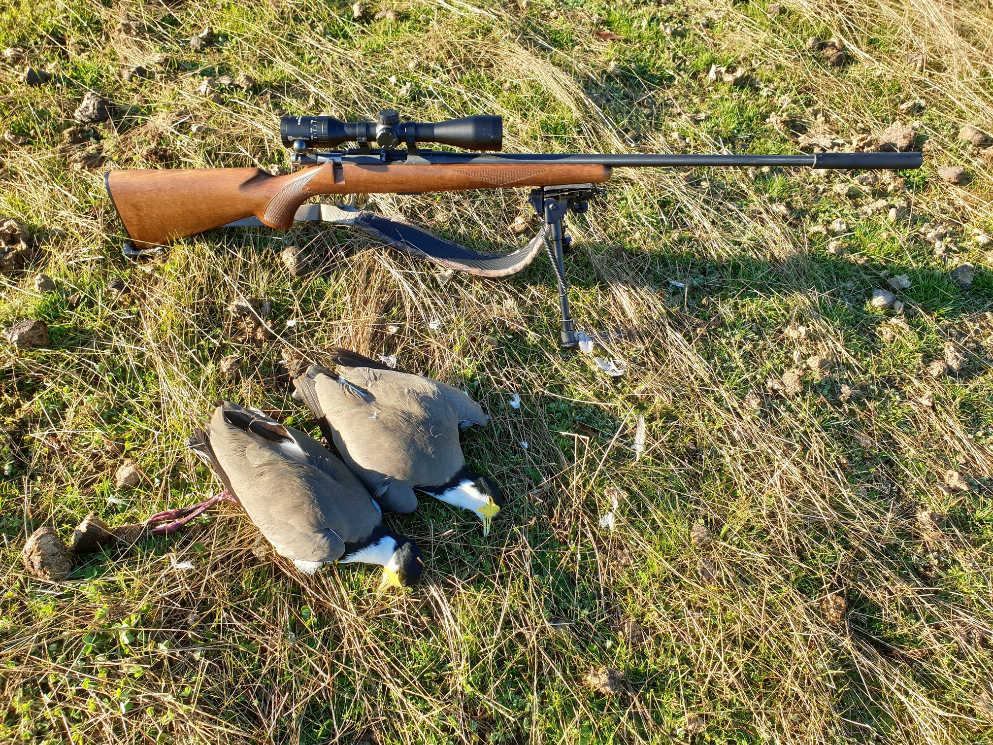Name:  Plovers  10.jpg
Views: 983
Size:  1.79 MB